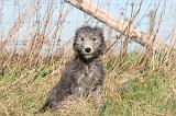 BEDLINGTON TERRIER 109